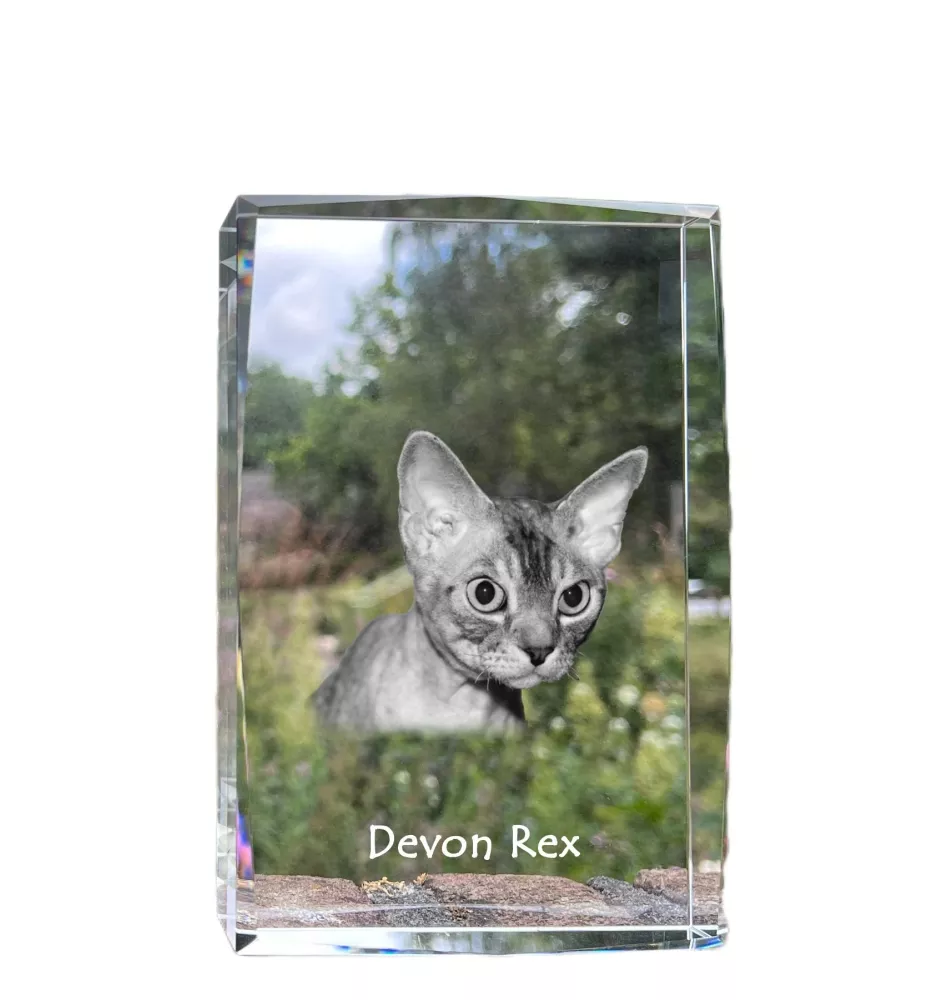 Devon Rex - cristal avec une photo de chat, photo sous verre, exposition moderne de la marque de photos Art-Dog