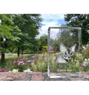 Devon Rex - cristal avec une photo de chat, photo sous verre, exposition moderne de la marque de photos Art-Dog