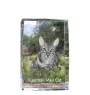 Chat Mau égyptien - cristal avec une photo de chat, photo sous verre, exposition moderne de la marque de photos Art-Dog