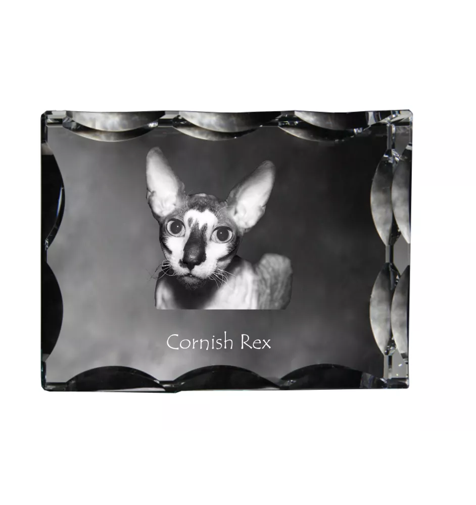 Cornish Rex - cristal avec une photo de chat, une statuette en verre avec une photo, un cadre exceptionnel avec une photo de la marque Art-Dog