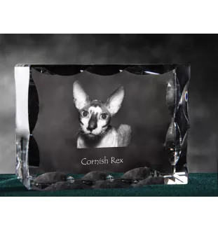 Cornish Rex - crystal with a cat picture, glass statuette with a picture, unique frame with a picture from Art-Dog brand