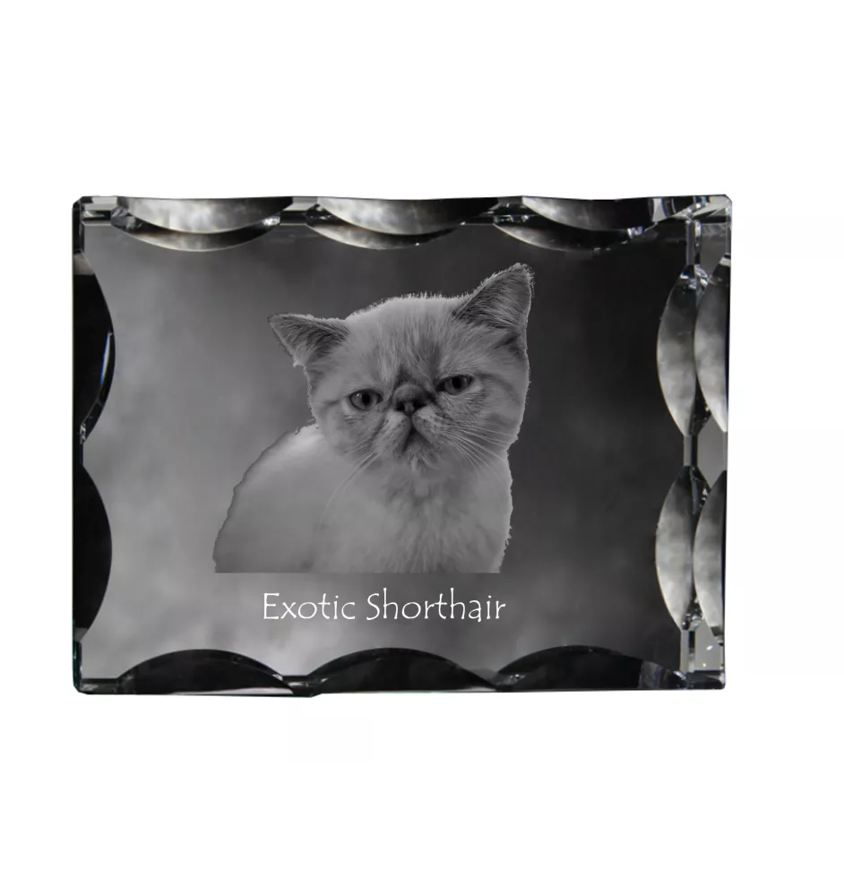 Exotic Shorthair - crystal with a cat picture, glass statuette with a picture, unique frame with a picture from Art-Dog brand