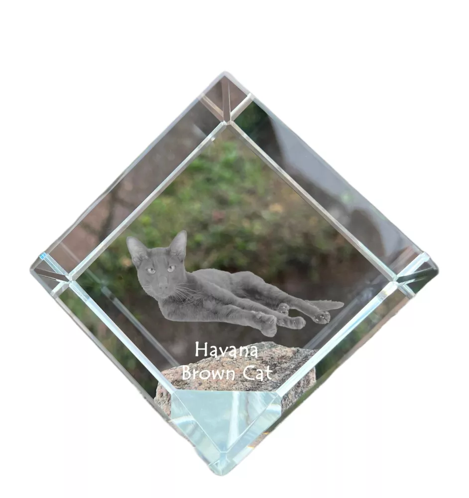 Havana brown Cat - crystal cube with a picture of a cat, crystal with a picture of a horse, cubic paperweight by Art-Dog brand