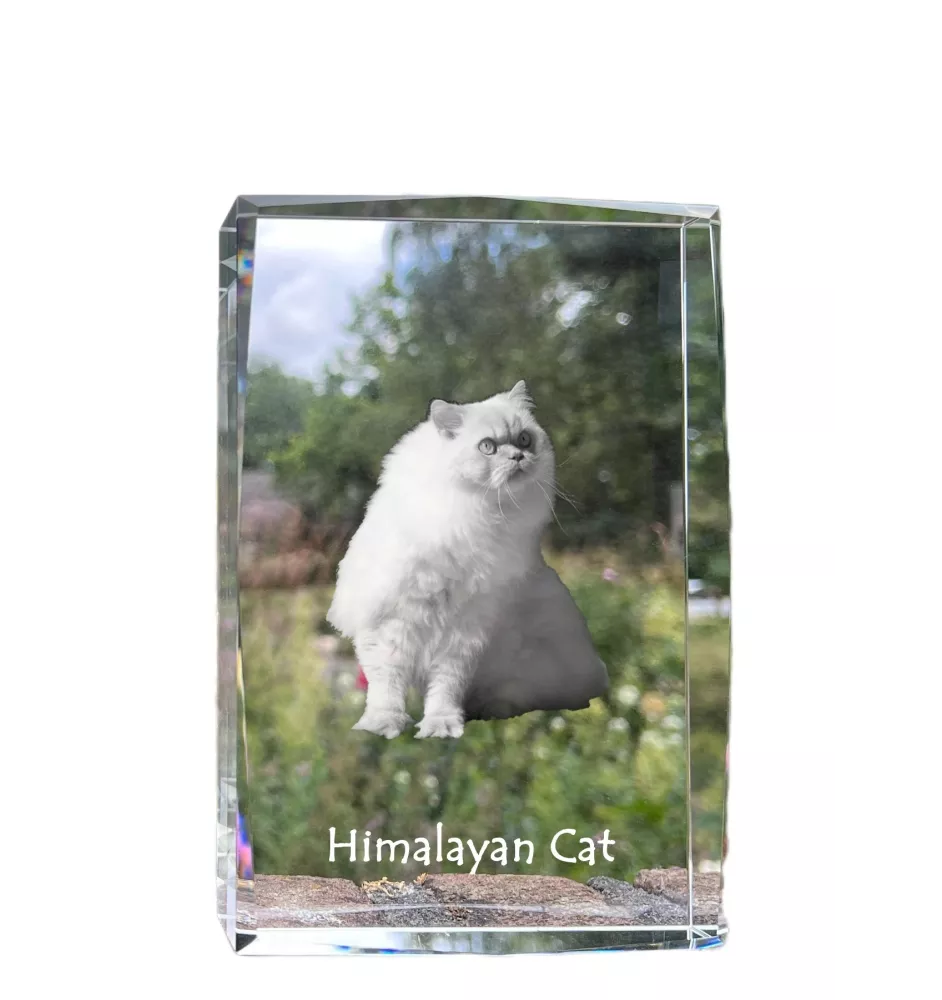 Himalayakatze - Kristall mit einem Katzenbild, Bild im Glas, moderne Ausstellung des Art-Dog-Fotos.