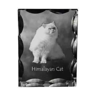 Chat de l'Himalaya - cristal avec une photo de chat, une statuette en verre avec une photo, un cadre exceptionnel avec une photo de la marque Art-Dog