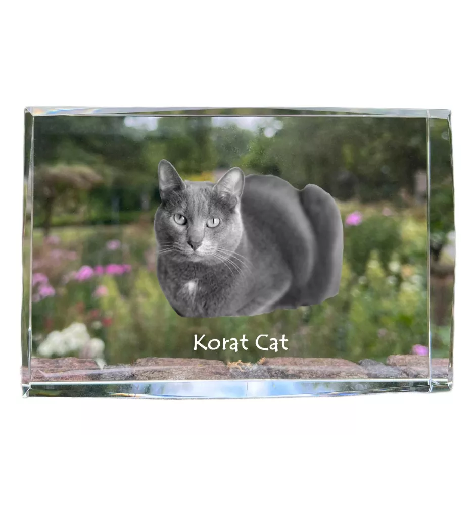 Korat Katze - Kristall mit einem Katzenbild, Bild im Glas, moderne Ausstellung des Art-Dog-Fotos.