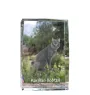 Bobtail kurilien - cristal avec une photo de chat, photo sous verre, exposition moderne de la marque de photos Art-Dog