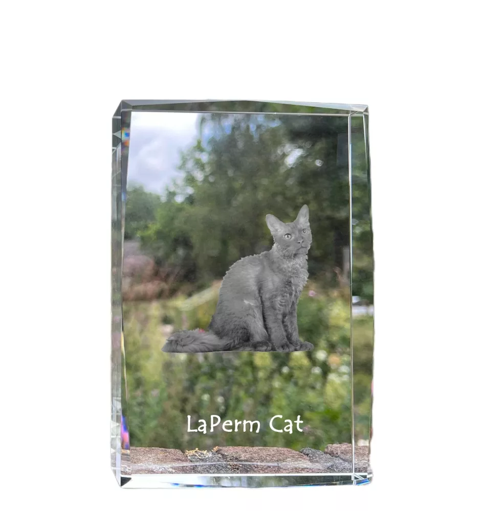 LaPerm Katze - Kristall mit einem Katzenbild, Bild im Glas, moderne Ausstellung des Art-Dog-Fotos.