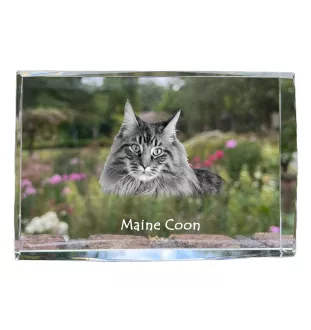 Maine Coon - Kristall mit einem Katzenbild, Bild im Glas, moderne Ausstellung des Art-Dog-Fotos.