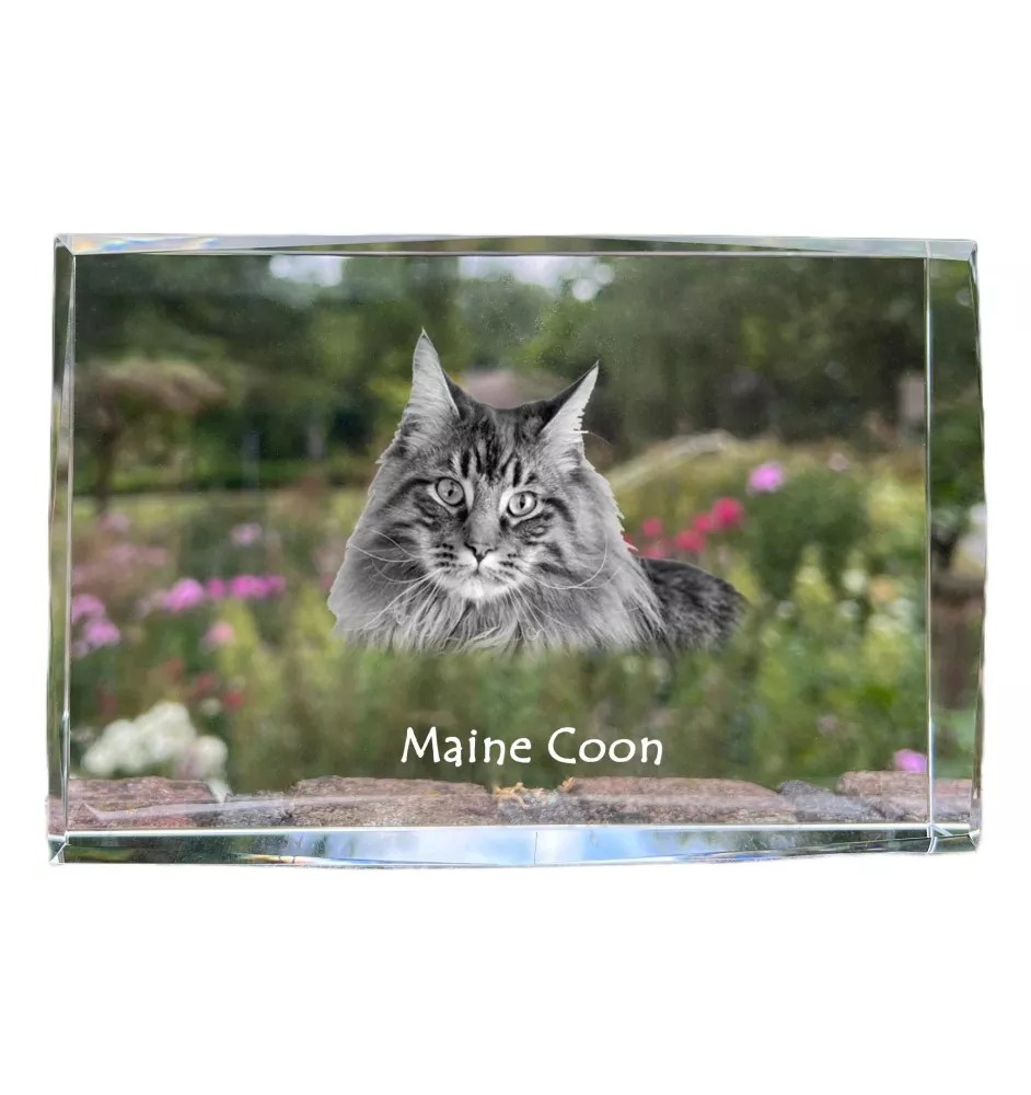 Maine Coon - Kristall mit einem Katzenbild, Bild im Glas, moderne Ausstellung des Art-Dog-Fotos.