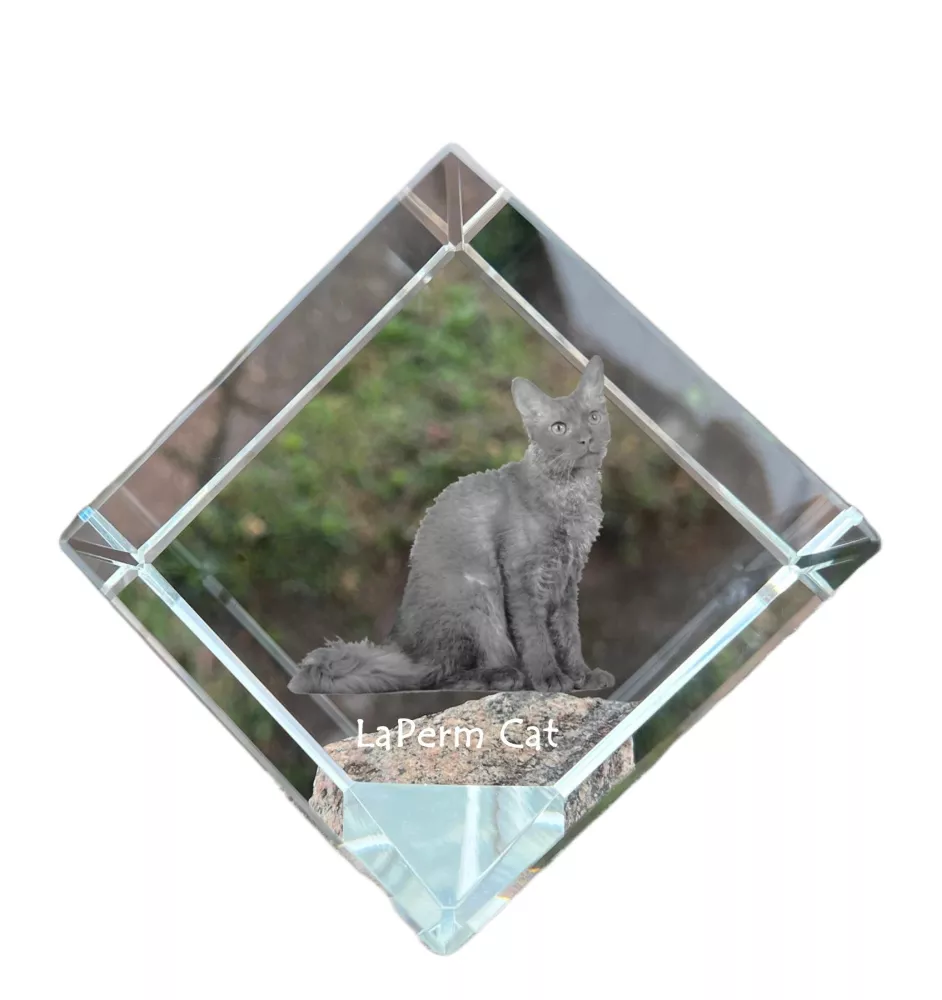LaPerm Cat - crystal cube with a picture of a cat, crystal with a picture of a horse, cubic paperweight by Art-Dog brand