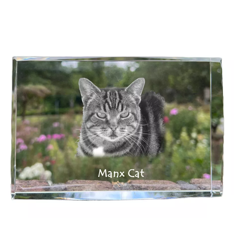 Chat Manx - cristal avec une photo de chat, photo sous verre, exposition moderne de la marque de photos Art-Dog