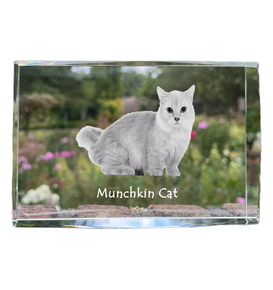 Chat Munchkin - cristal avec une photo de chat, photo sous verre, exposition moderne de la marque de photos Art-Dog