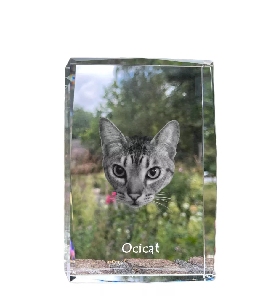 Ocicat - crystal with a picture of a cat, photo in glass, modern exhibition of Art-Dog brand photo