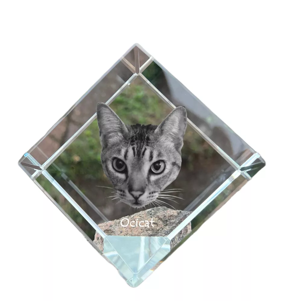 Ocicat - un cube en cristal avec une photo de chat, une photo de cheval dans le cristal, un presse-papiers cubique de la marque Art-Dog