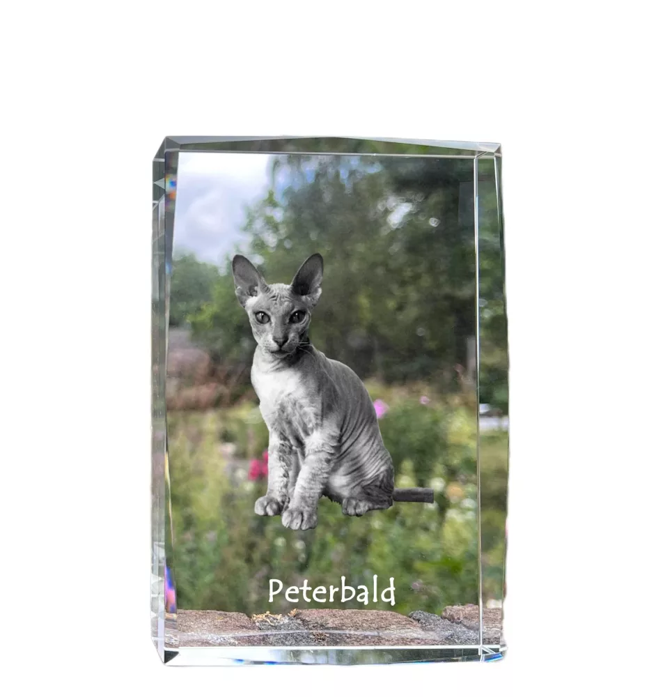 Peterbald - cristal avec une photo de chat, photo sous verre, exposition moderne de la marque de photos Art-Dog