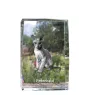 Peterbald - cristal avec une photo de chat, photo sous verre, exposition moderne de la marque de photos Art-Dog