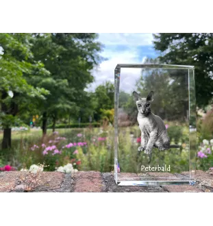 Peterbald - cristal avec une photo de chat, photo sous verre, exposition moderne de la marque de photos Art-Dog