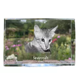 Savanne - Kristall mit einem Katzenbild, Bild im Glas, moderne Ausstellung des Art-Dog-Fotos.