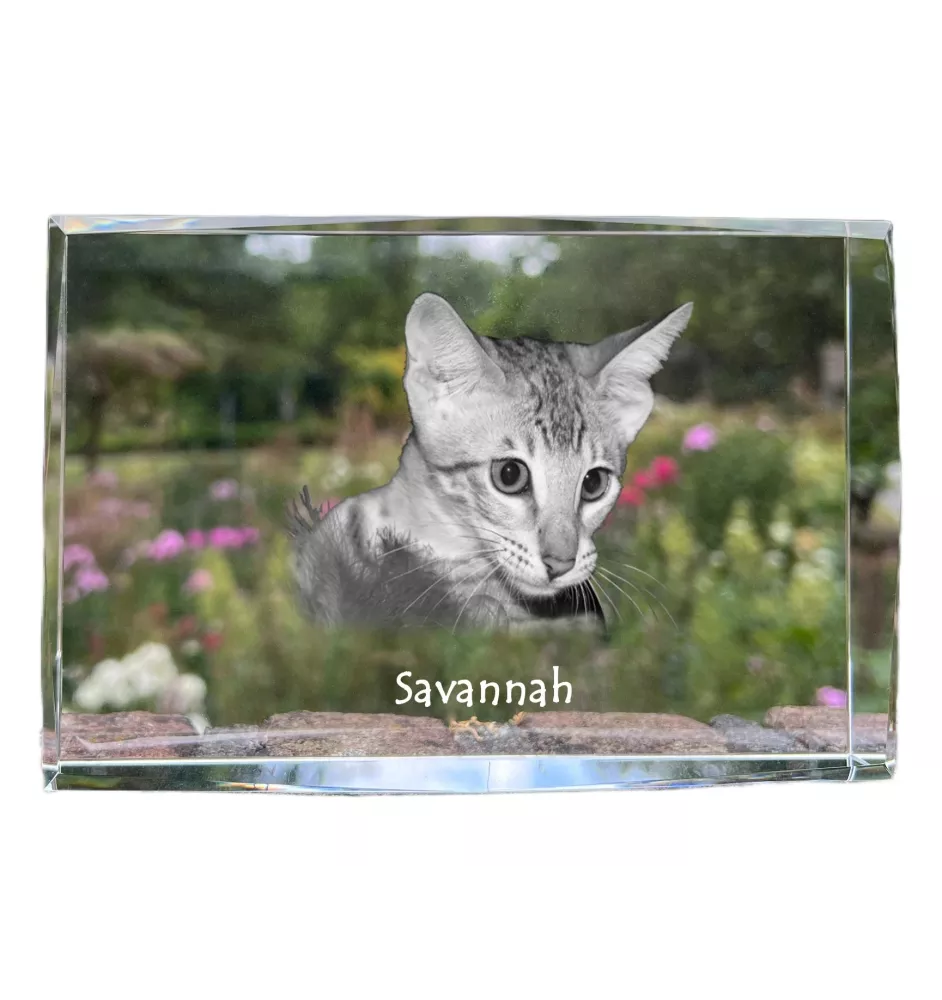 Savanne - Kristall mit einem Katzenbild, Bild im Glas, moderne Ausstellung des Art-Dog-Fotos.