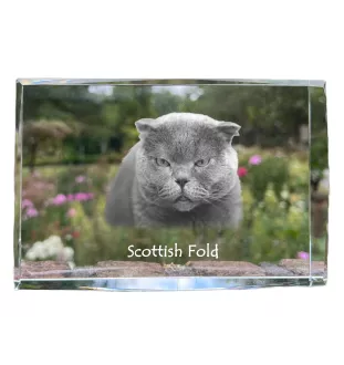 Fold écossais - cristal avec une photo de chat, photo sous verre, exposition moderne de la marque de photos Art-Dog