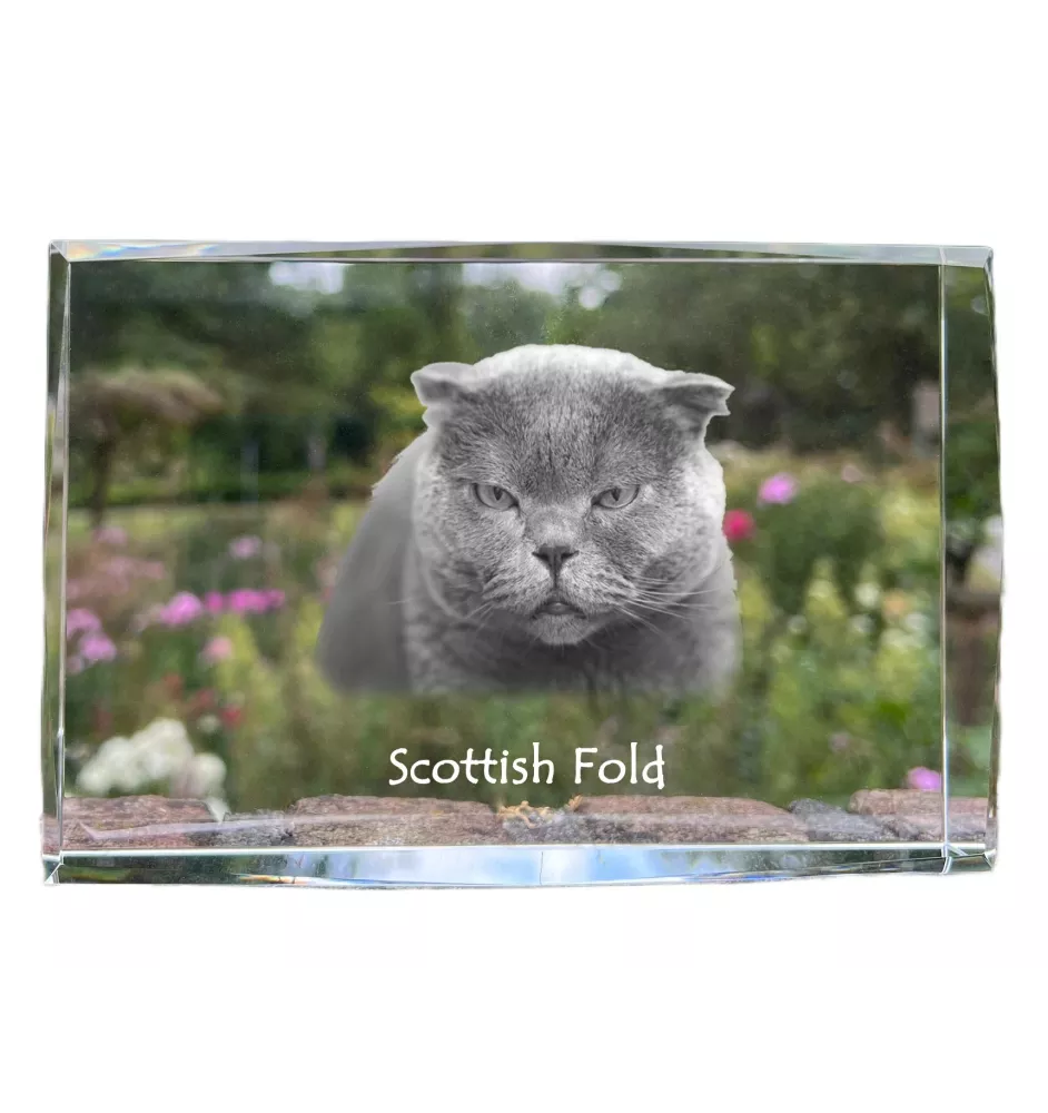 Schottische Falte - Kristall mit einem Katzenbild, Bild im Glas, moderne Ausstellung des Art-Dog-Fotos.