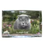 Fold écossais - cristal avec une photo de chat, photo sous verre, exposition moderne de la marque de photos Art-Dog
