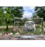 Fold écossais - cristal avec une photo de chat, photo sous verre, exposition moderne de la marque de photos Art-Dog