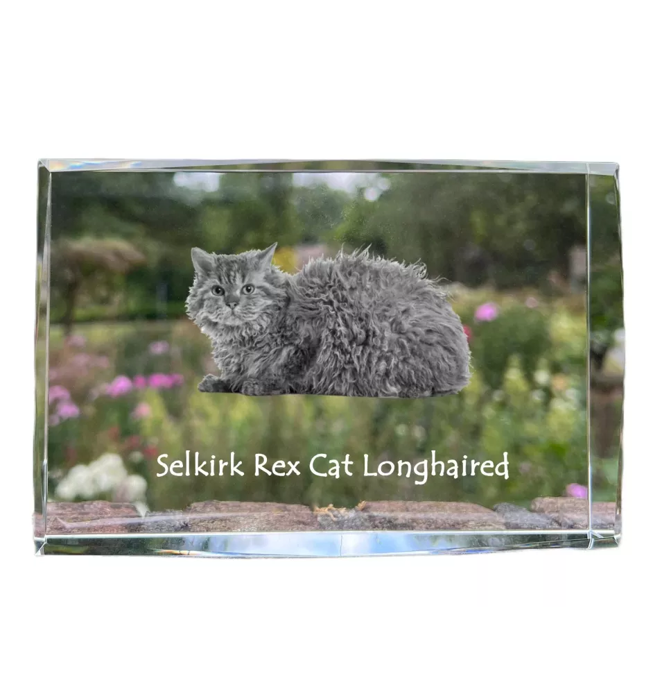 Selkirk Rex Katze Langhaar - Kristall mit einem Katzenbild, Bild im Glas, moderne Ausstellung des Art-Dog-Fotos.