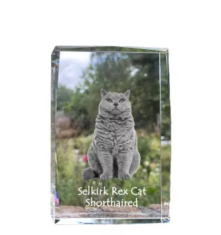 Selkirk Rex Katze Kurzhaar - Kristall mit einem Katzenbild, Bild im Glas, moderne Ausstellung des Art-Dog-Fotos.