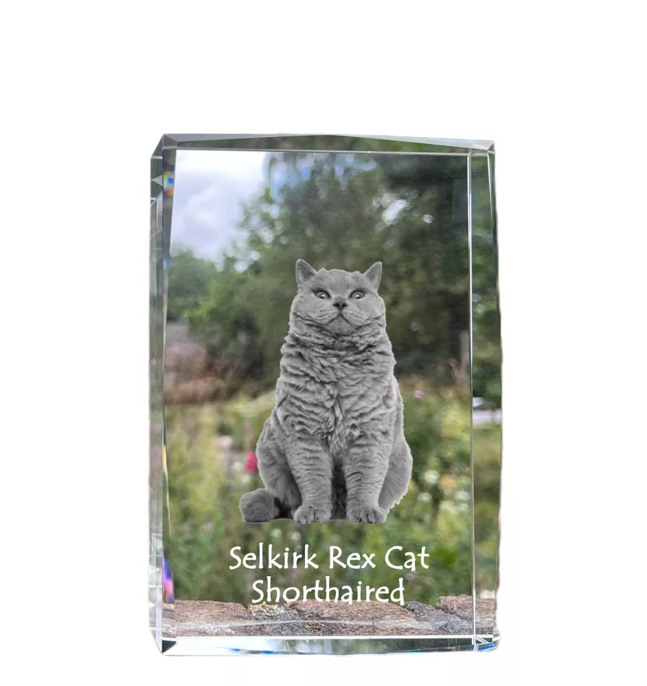 Selkirk Rex Katze Kurzhaar - Kristall mit einem Katzenbild, Bild im Glas, moderne Ausstellung des Art-Dog-Fotos.