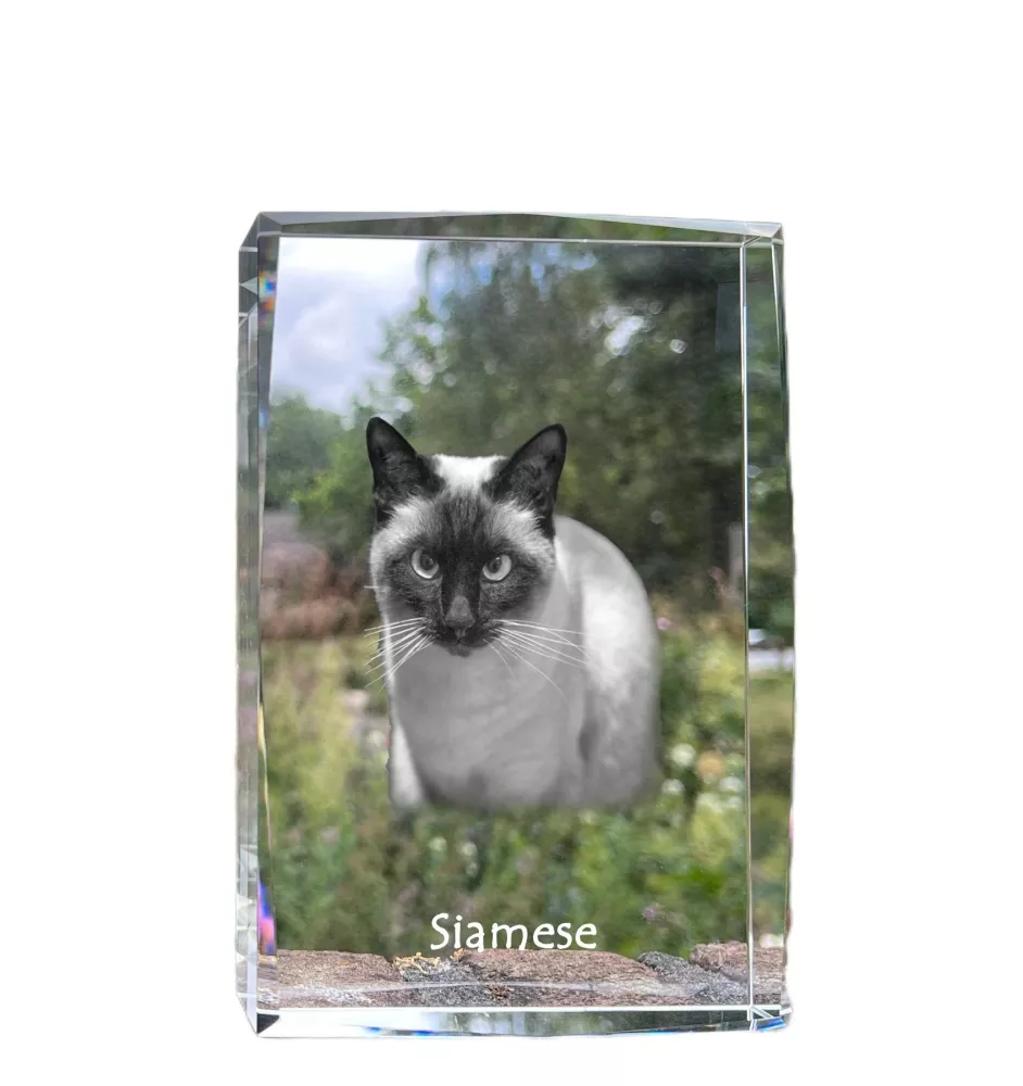 Siamese - crystal with a picture of a cat, photo in glass, modern exhibition of Art-Dog brand photo