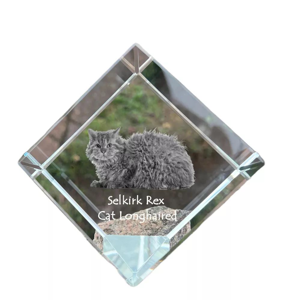 Selkirk Rex Kot długowłosy kostka kryształowa z kotem Art-Dog