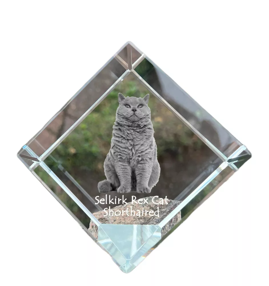 Selkirk Rex Cat Shorthaired - crystal cube with a picture of a cat, crystal with a picture of a horse, cubic paperweight by Art-Dog brand