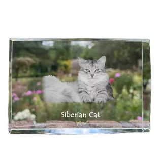 Sibirische Katze - Kristall mit einem Katzenbild, Bild im Glas, moderne Ausstellung des Art-Dog-Fotos.