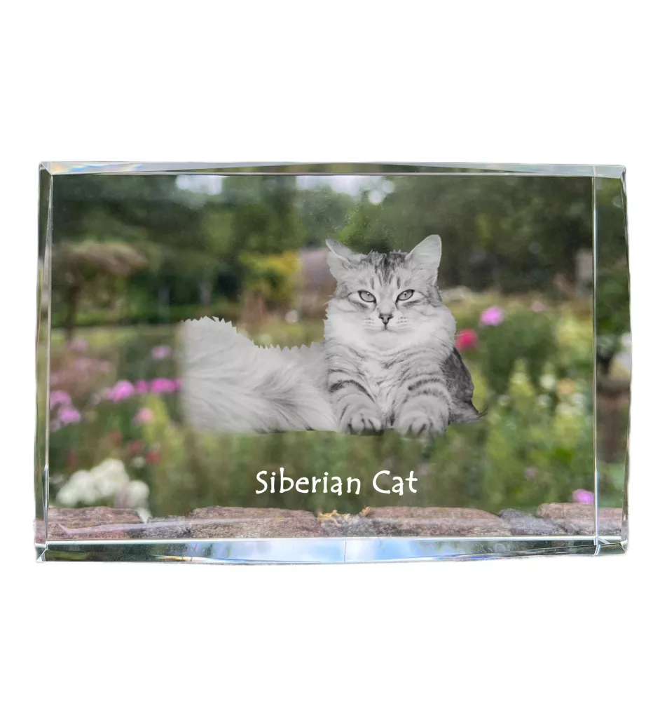 Siberian Cat - crystal with a picture of a cat, photo in glass, modern exhibition of Art-Dog brand photo