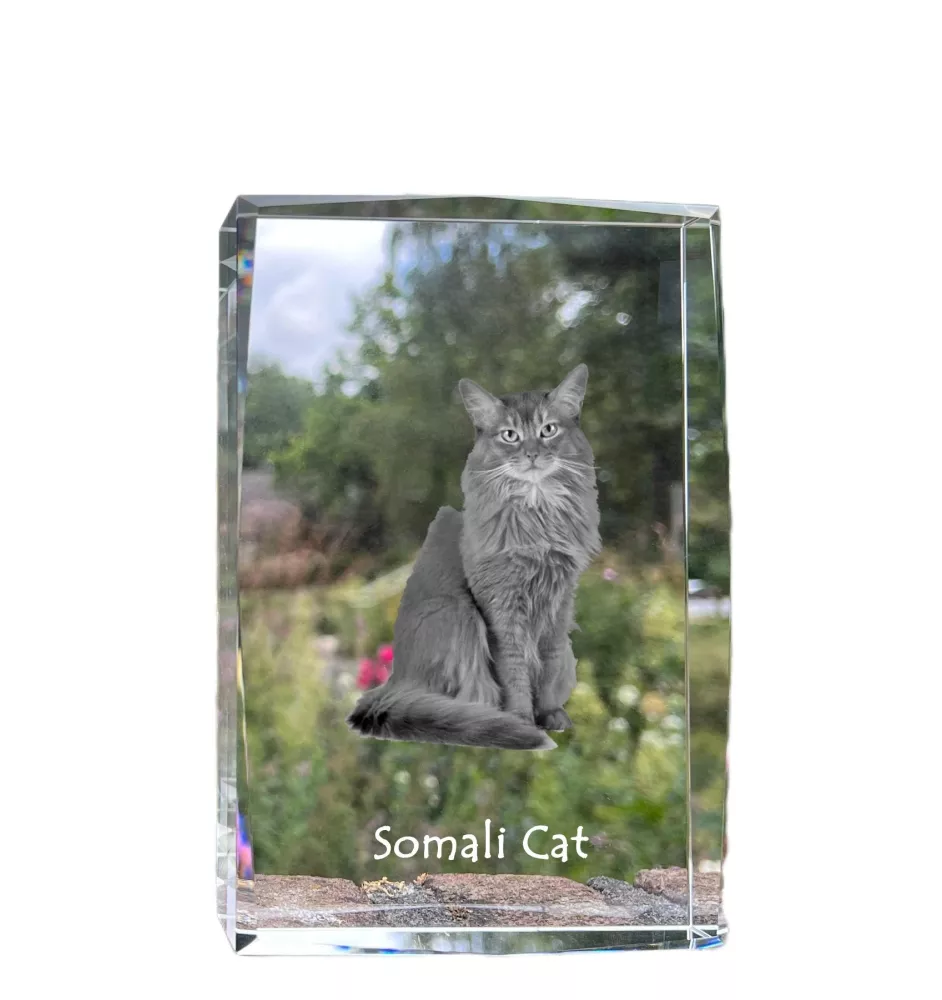 Somali-Katze - Kristall mit einem Katzenbild, Bild im Glas, moderne Ausstellung des Art-Dog-Fotos.