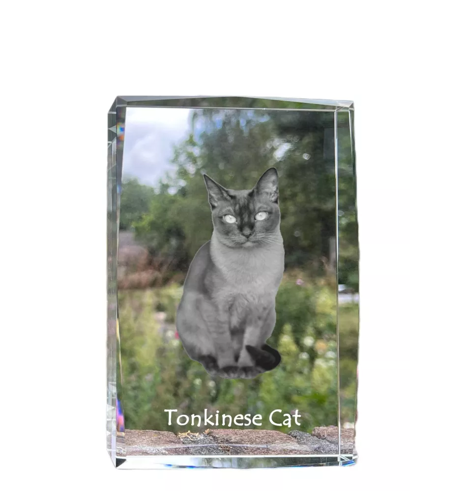 Tonkinese Cat - crystal with a picture of a cat, photo in glass, modern exhibition of Art-Dog brand photo