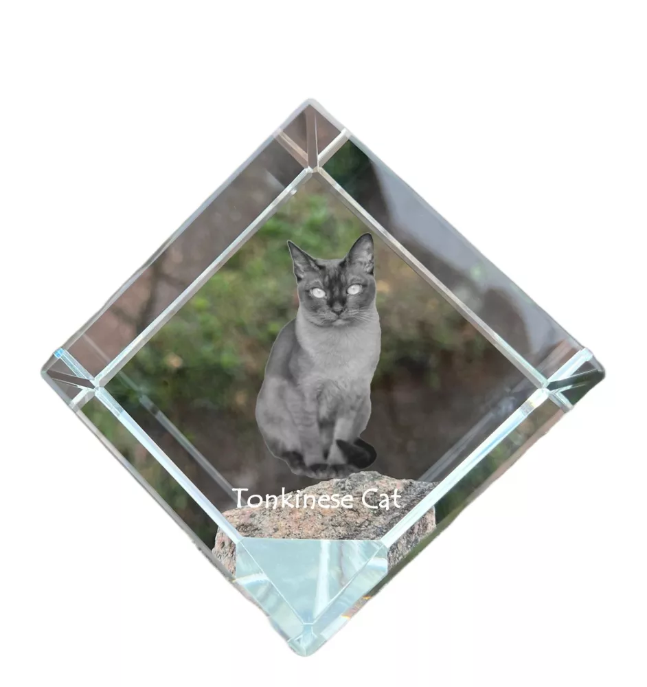 Chat tonkinois - un cube en cristal avec une photo de chat, une photo de cheval dans le cristal, un presse-papiers cubique de la marque Art-Dog