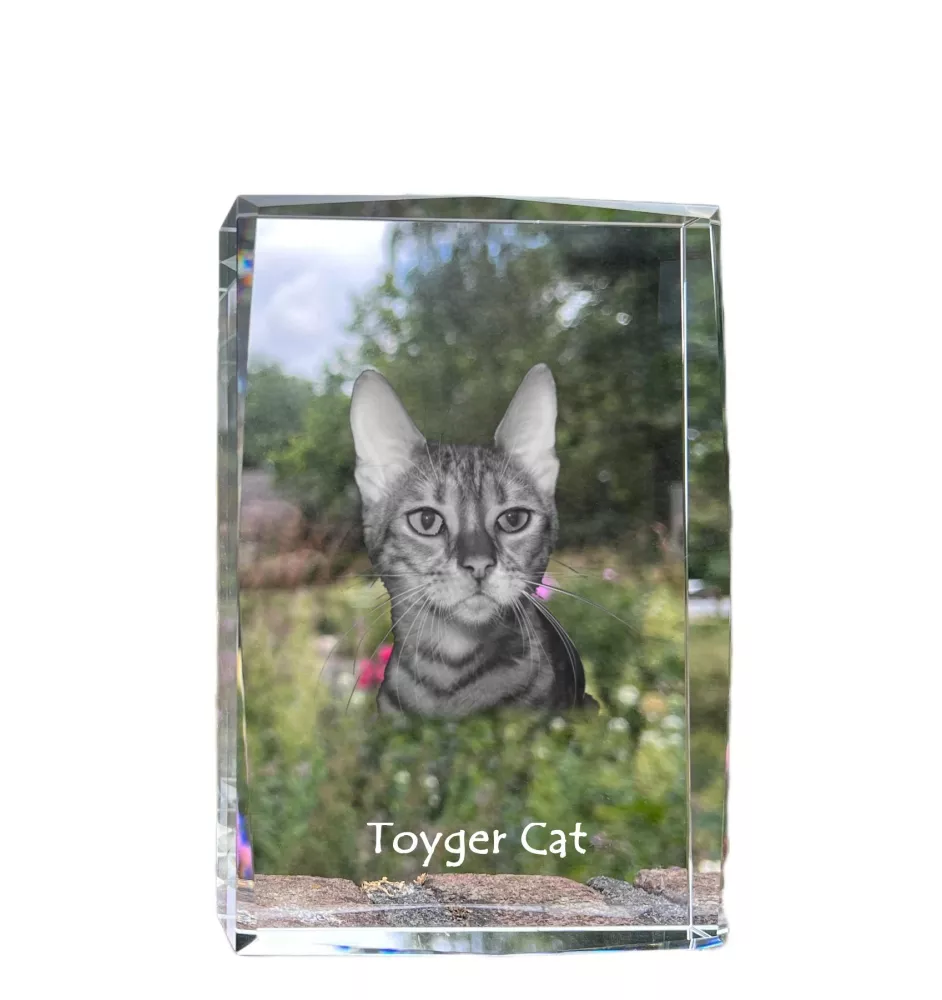 Toyger Katze - Kristall mit einem Katzenbild, Bild im Glas, moderne Ausstellung des Art-Dog-Fotos.