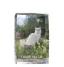 Turkish Van Cat - crystal with a picture of a cat, photo in glass, modern exhibition of Art-Dog brand photo