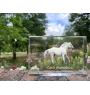 Czech Warmblood - crystal with a picture of a horse, photo in glass, modern exhibition of Art-Dog brand photo