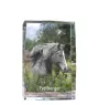 Freiberger - cristal avec une photo de cheval, photo sous verre, exposition moderne de la marque de photos Art-Dog