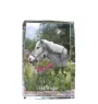 Haflinger - crystal with a picture of a horse, photo in glass, modern exhibition of Art-Dog brand photo