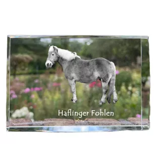 Haflinger Fohlen - cristal avec une photo de cheval, photo sous verre, exposition moderne de la marque de photos Art-Dog