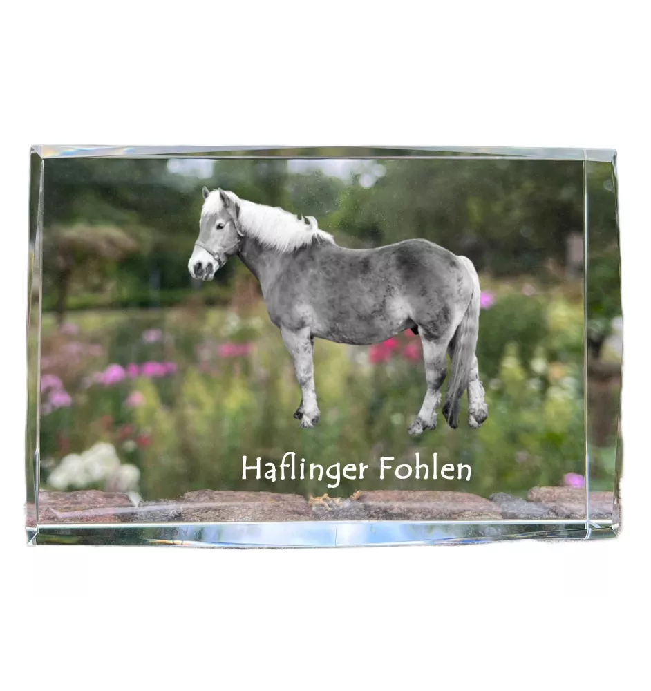 Haflinger Fohlen - cristal avec une photo de cheval, photo sous verre, exposition moderne de la marque de photos Art-Dog