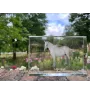 Lipizzaner - Kristall mit einem Pferdebild, Bild im Glas, moderne Ausstellung des Art-Dog-Bildes.