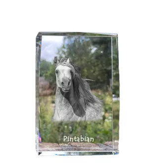 Pintabian - cristal avec une photo de cheval, photo sous verre, exposition moderne de la marque de photos Art-Dog
