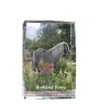 Shetlandpony - Kristall mit einem Pferdebild, Bild im Glas, moderne Ausstellung des Art-Dog-Bildes.
