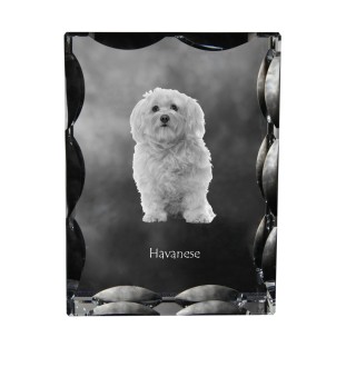 Havanese, Havanese Cuban Bichon, Bichón Havanés - crystal with a picture of a dog, glass statuette with a picture, unique frame with a picture from Art-Dog brand